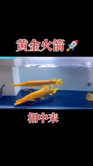 皇家火箭魚圖片，“皇家火箭魚”并非真正意義上的魚類新物種黃火箭魚 皇家火箭魚圖片，“皇家火箭魚”并非真正意義上的魚類新物種黃火箭魚 龍魚論壇 第16張