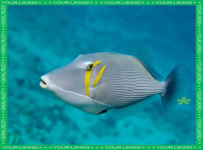 皇家火箭魚圖片，“皇家火箭魚”并非真正意義上的魚類新物種黃火箭魚 皇家火箭魚圖片，“皇家火箭魚”并非真正意義上的魚類新物種黃火箭魚 龍魚論壇 第15張