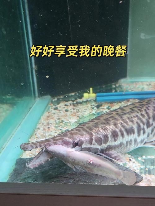 皇家火箭魚圖片，“皇家火箭魚”并非真正意義上的魚類新物種黃火箭魚 皇家火箭魚圖片，“皇家火箭魚”并非真正意義上的魚類新物種黃火箭魚 龍魚論壇 第17張