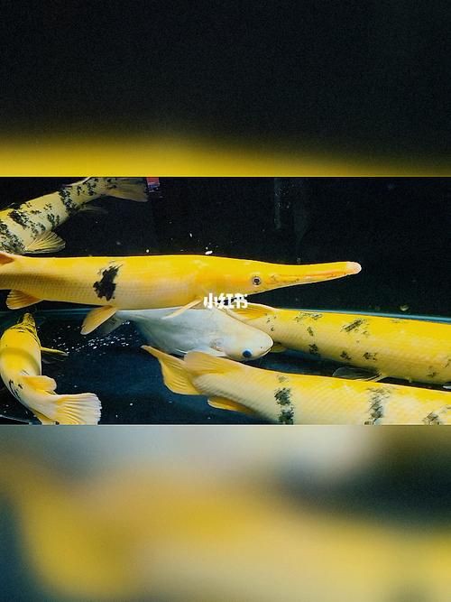 皇家火箭魚圖片，“皇家火箭魚”并非真正意義上的魚類新物種黃火箭魚 皇家火箭魚圖片，“皇家火箭魚”并非真正意義上的魚類新物種黃火箭魚 龍魚論壇 第11張