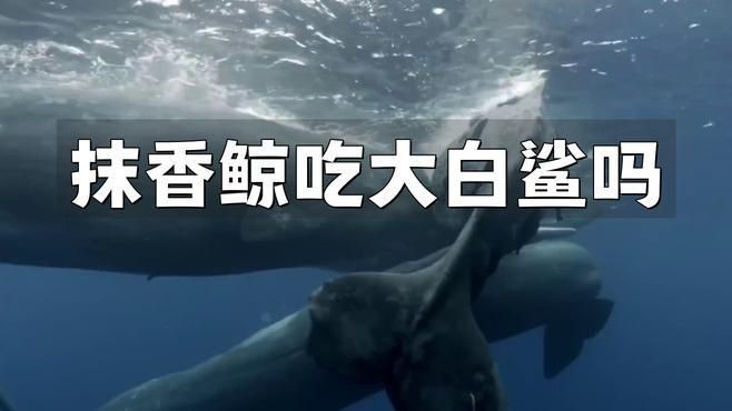 抹香鯨怕鯊魚嗎【作為現存最大的齒鯨,抹香鯨為何要跟大王烏賊過不去科學獵奇】
