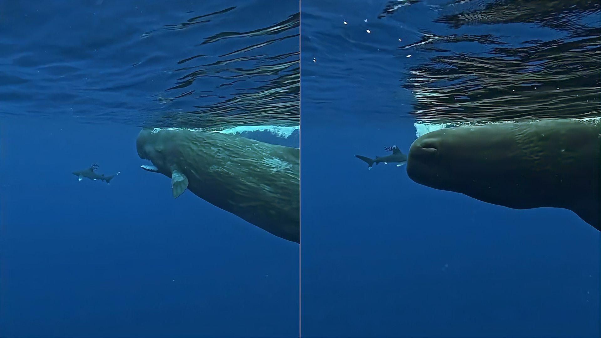 抹香鯨怕鯊魚嗎【作為現存最大的齒鯨,抹香鯨為何要跟大王烏賊過不去科學獵奇】