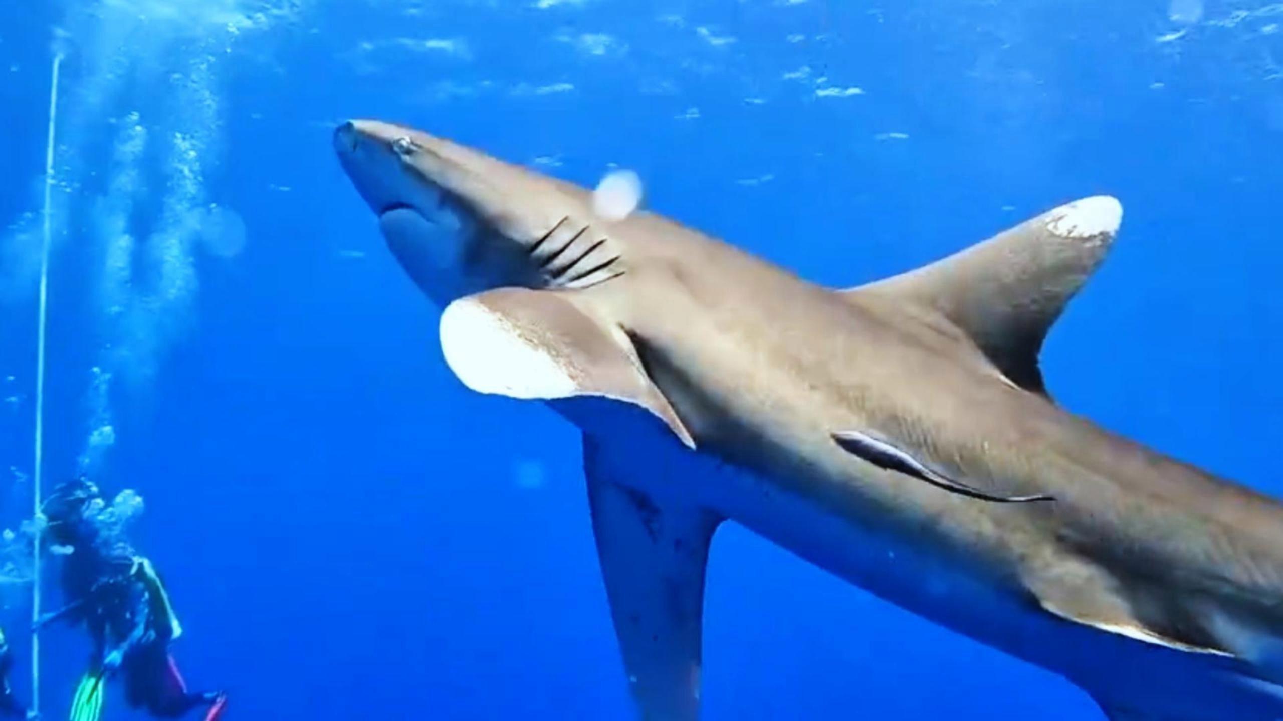 抹香鯨怕鯊魚嗎【作為現存最大的齒鯨,抹香鯨為何要跟大王烏賊過不去科學獵奇】
