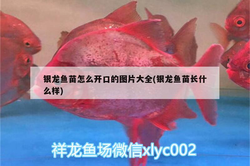 銀龍魚苗怎么開口的圖片大全(銀龍魚苗長什么樣) 銀龍魚苗怎么開口的圖片大全(銀龍魚苗長什么樣) 銀龍魚百科