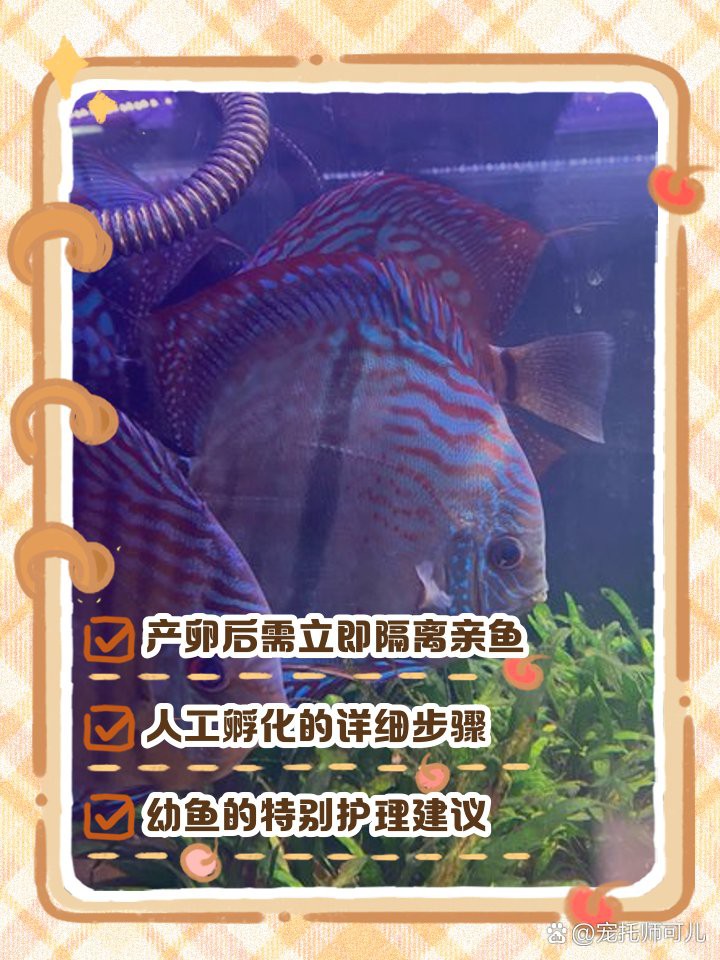 七彩雷龍魚繁殖后如何照顧魚苗？，七彩神仙魚產卵后怎么處理寵托師可兒七彩神仙魚產卵后養護指南 七彩雷龍魚繁殖后如何照顧魚苗？，七彩神仙魚產卵后怎么處理寵托師可兒七彩神仙魚產卵后養護指南 龍魚百科 第1張