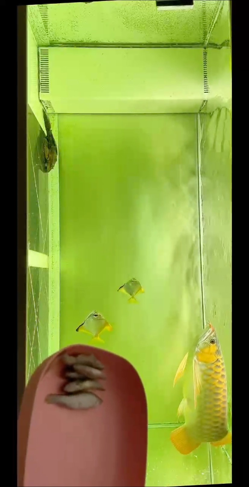 魚(yú)蝦為主，飼料為輔