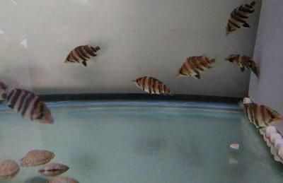 小虎魚適合多少水溫養(yǎng)：小虎魚適合多少水溫養(yǎng)多少水溫養(yǎng)小虎魚適合多少水溫養(yǎng)