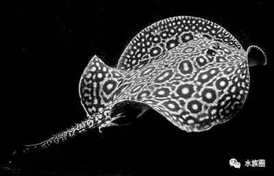 魟魚腸炎的表現：魟魚腸炎的表現主要有以下幾個方面就是魟魚腸炎的主要表現