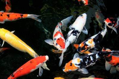 保山水族批發(fā)市場(chǎng)在哪里有賣魚的 保山水族館