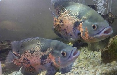 老板暗示要養魚？最狠的報復方式在這里！