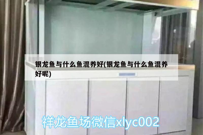 銀龍魚與什么魚混養(yǎng)好(銀龍魚與什么魚混養(yǎng)好呢)