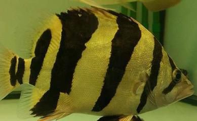 虎魚蹭缸正常嗎：虎魚的蹭缸行為通常是正常的，虎魚蹭缸是正常的嗎