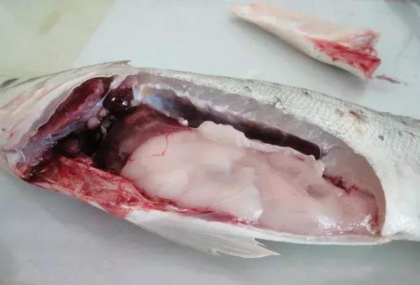 老魚匠水泵為什么調節不了水了呢怎么辦(老魚匠水泵是哪里代工的)