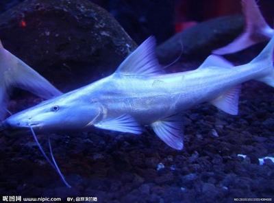 混養魟魚怎么喂食：混養魟魚的喂食方法需要注意什么