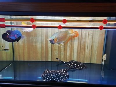 魟魚怎么過水才算成功：魟魚過水的成功標準 魟魚怎么過水才算成功：魟魚過水的成功標準 魟魚百科 第3張
