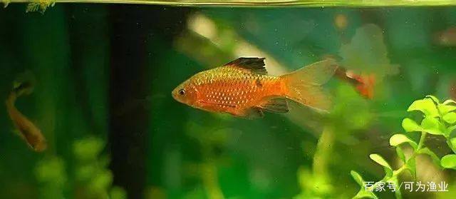 客廳魚缸圖片，打造家居水景藝術的靈感指南