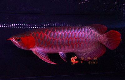 銀龍魚的品種和價格圖(銀龍魚價值多少錢)