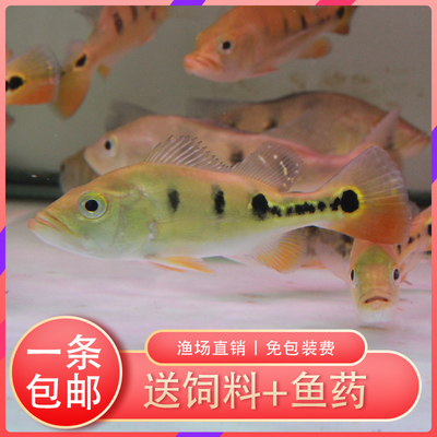 老魚匠加熱棒夜間模式設定取消(老魚匠加熱棒省電嗎) 老魚匠加熱棒夜間模式設定取消(老魚匠加熱棒省電嗎) 老魚匠 第1張