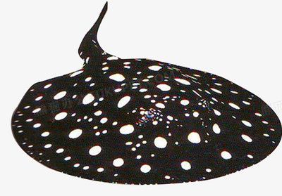 魟魚換完水一直往上竄：為什么[需手動填充]魚換完水一直往上竄