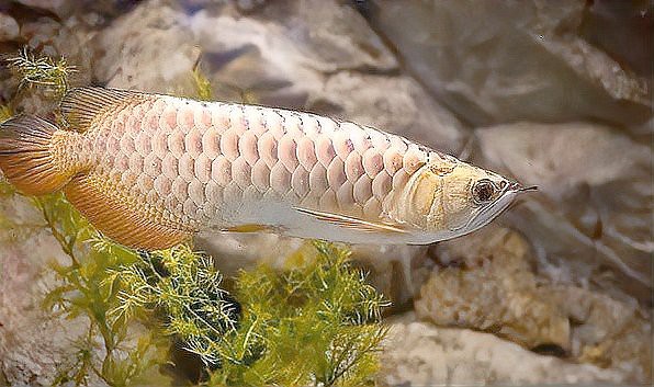 20厘米金頭過(guò)背金龍魚需要多大的魚缸？，20厘米的金頭過(guò)背金龍魚需要多大的魚缸？