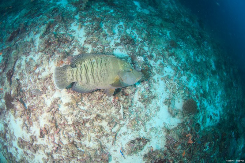 20厘米金頭過背金龍魚需要多大的魚缸？，20厘米的金頭過背金龍魚需要多大的魚缸？