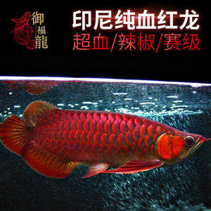 罕加熱棒通電燈不亮原因剖析 罕加熱棒通電燈不亮原因剖析 伊罕水族 第2張