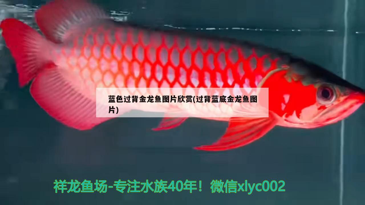 呈現(xiàn)，藍(lán)色過背金龍魚圖片大賞（含過背藍(lán)底金龍魚