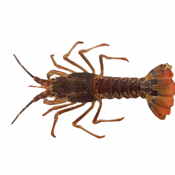 老魚匠E1(老魚匠E3) 老魚匠E1(老魚匠E3) 老魚匠 第2張