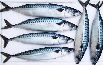 50條斑馬魚需要多大的魚缸：斑馬魚的飼養(yǎng)缸大小 50條斑馬魚需要多大的魚缸：斑馬魚的飼養(yǎng)缸大小 魚缸百科 第2張