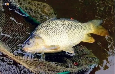 虎魚溫度多少度合適:虎魚溫度多少度合適飼養虎魚需要注意以下幾點 虎魚百科 第1張 虎魚溫度多少度合適:虎魚溫度多少度合適飼養虎魚需要注意以下幾點 虎魚溫度多少度合適:虎魚溫度多少度合適飼養虎魚需要注意以下幾點 虎魚百科 第1張
