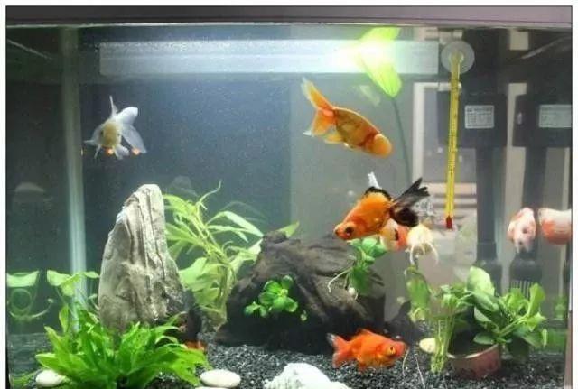 龍魚打架受傷如何快速恢復(fù)了vs祥龍魚場：龍魚打架受傷后如何快速恢復(fù)