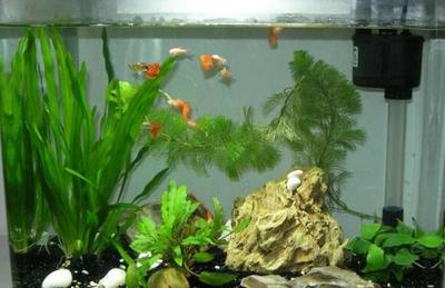 泰國虎魚一天喂幾次飼料最好：泰國虎魚一天喂幾次飼料比較好