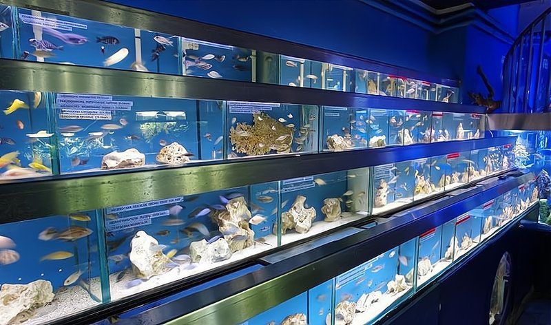 洛陽魚缸批發(fā)市場，洛陽魚缸市場在哪里進(jìn)貨