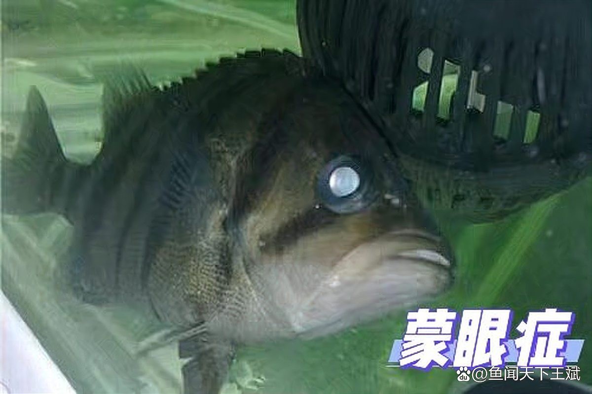 三紋印尼虎容易得白血病嗎【三紋印尼虎魚與白血病關聯性探究】