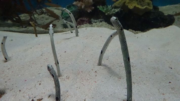 老魚匠造浪泵擺放位置圖(老魚匠水泵是哪里代工的) 老魚匠造浪泵擺放位置圖(老魚匠水泵是哪里代工的) 老魚匠 第1張