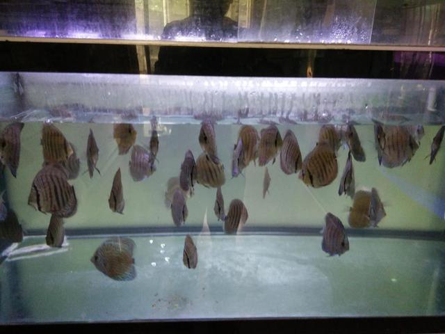 益陽水族批發市場地址在哪里啊多少錢（ 益陽水產批發市場在哪里）