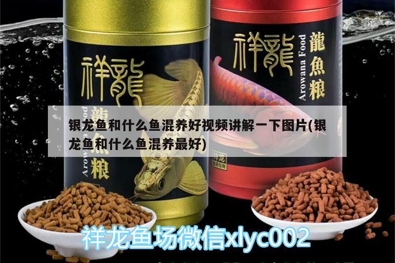 銀龍魚和什么魚混養好視頻講解一下圖片(銀龍魚和什么魚混養最好)