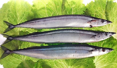 老魚匠說明書:為您帶來專業的漁具體驗 老魚匠 第1張 老魚匠說明書:為您帶來專業的漁具體驗 老魚匠說明書:為您帶來專業的漁具體驗 老魚匠 第1張