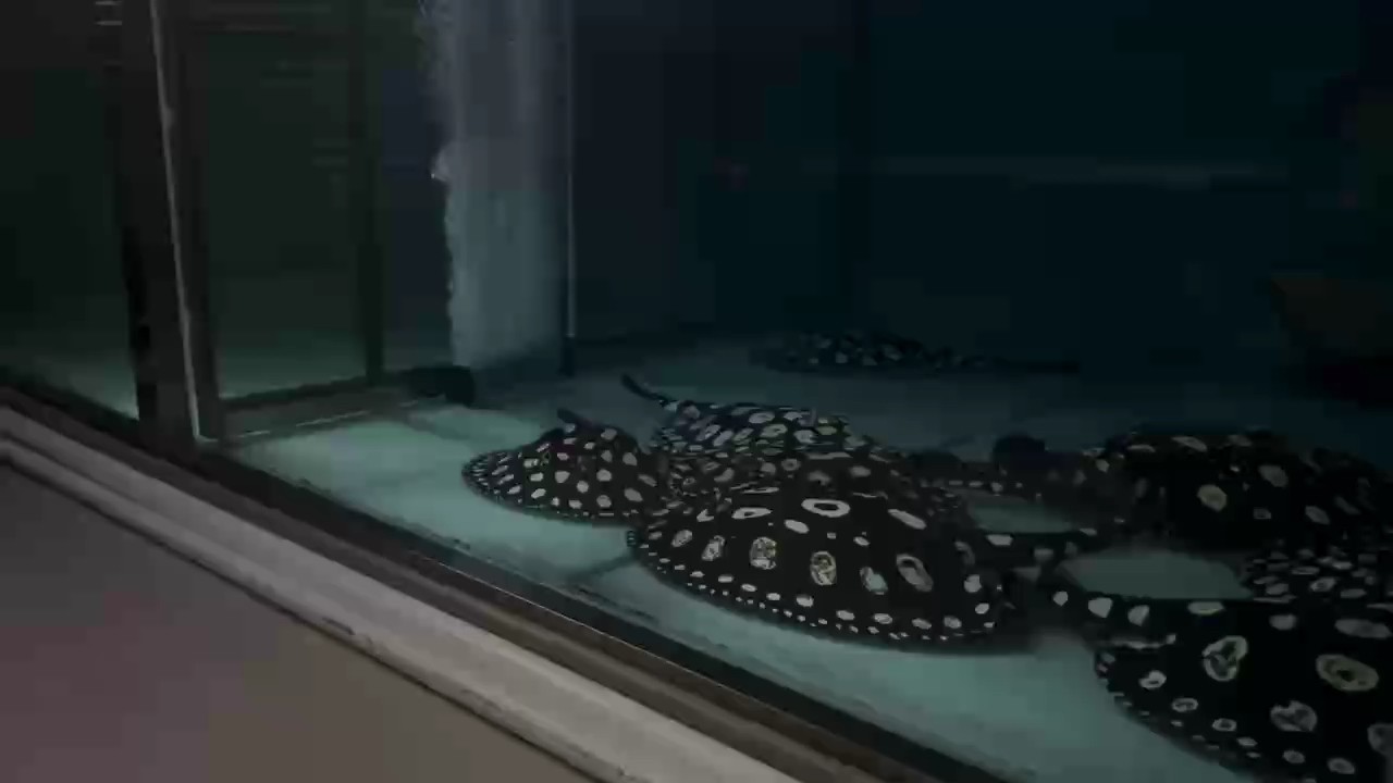 伙計們飯點時間 伙計們飯點時間 龍魚論壇