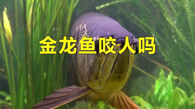 哪些情況下龍魚更容易咬人？，龍魚為什么會咬人？
