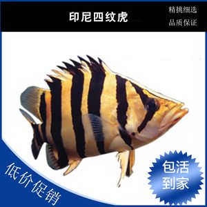 三紋印尼虎魚價格：三紋印尼虎魚價格受多種因素影響，三紋虎魚價格受多種因素影響