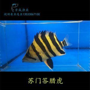 三紋印尼虎魚價格：三紋印尼虎魚價格受多種因素影響，三紋虎魚價格受多種因素影響