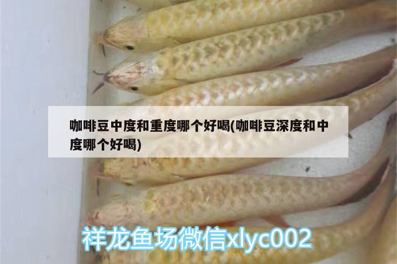 咖啡豆中度和重度哪個好喝(咖啡豆深度和中度哪個好喝)
