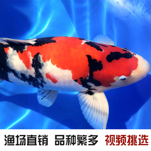 哈爾濱魚缸制作廠家有哪些電話號碼(哈爾濱魚缸制作廠家有哪些電話號碼呢)