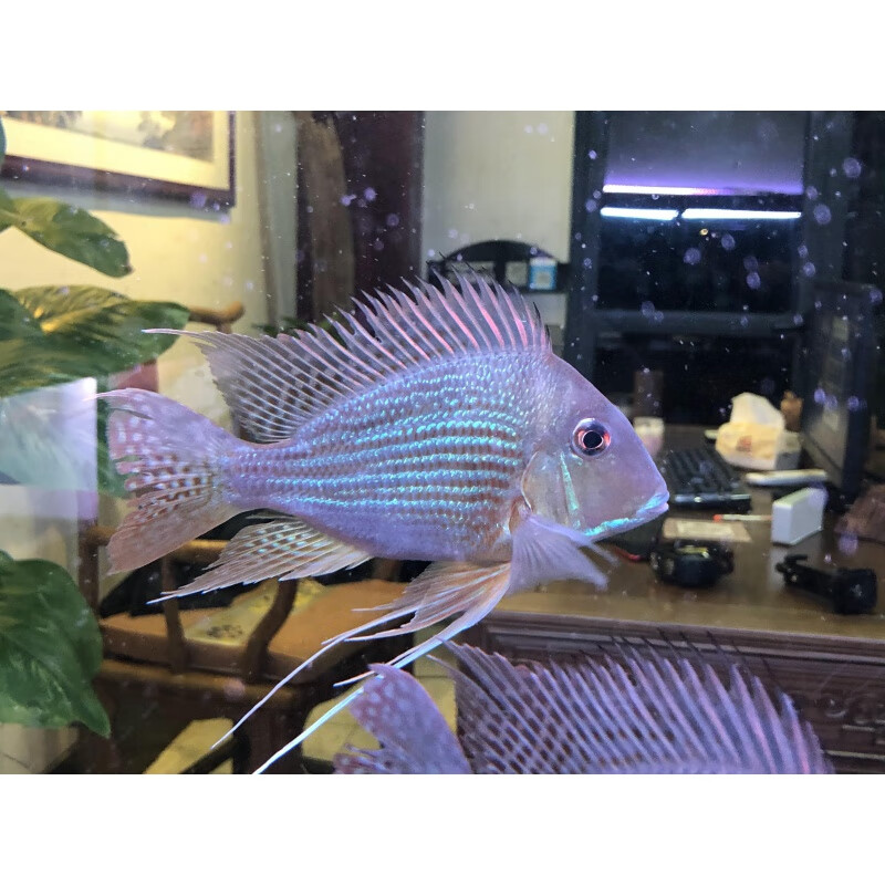 天然石頭魚缸造景效果圖大全（魚缸造景石頭和木頭去哪里找） 天然石頭魚缸造景效果圖大全（魚缸造景石頭和木頭去哪里找） iwish愛(ài)唯希品牌魚缸 第1張