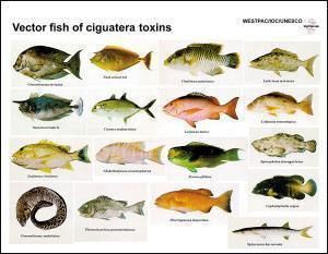 曼龍魚在哪些地區(qū)被列為毒魚？，曼龍魚并非普遍被視為“毒魚”但在部分地區(qū)因特定認知或誤解被貼上這一標簽 曼龍魚在哪些地區(qū)被列為毒魚？，曼龍魚并非普遍被視為“毒魚”但在部分地區(qū)因特定認知或誤解被貼上這一標簽 龍魚百科 第2張