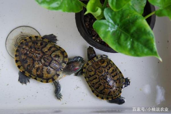 伊罕石英球和小餅干(伊罕石英球和小餅干哪個好用)