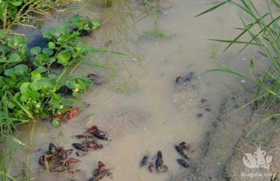 老魚匠加熱器怎么樣用(老魚匠加熱棒溫度怎么調) 老魚匠加熱器怎么樣用(老魚匠加熱棒溫度怎么調) 老魚匠 第1張