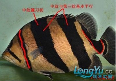 泰國虎魚保護級別劃分圖片：關于泰國虎魚保護級別劃分圖片的問題 泰國虎魚保護級別劃分圖片：關于泰國虎魚保護級別劃分圖片的問題 虎魚百科 第1張