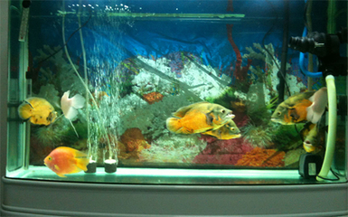 銀龍魚(yú)貴嗎(銀龍魚(yú)貴嗎?) 銀龍魚(yú)貴嗎(銀龍魚(yú)貴嗎?) 銀龍魚(yú)百科 第2張